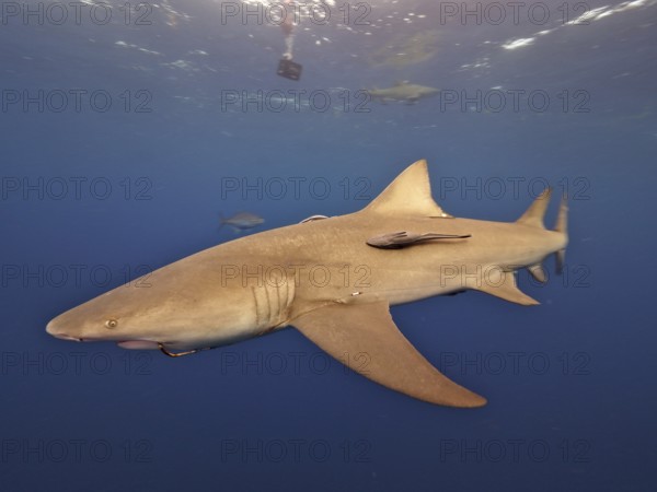Lemon shark (Negaprion brevirostris) with fishhook in its mouth, dive site Lemon Drop, Riviera Beach, Florida, USA, North America