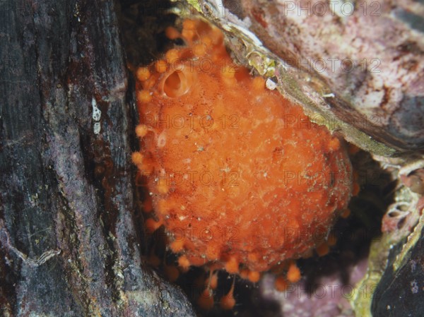 A bright orange sea orange (Tethya aurantium) in an underwater hiding place, dive site Les Grottes, Giens Peninsula, Provence Alpes Côte d'Azur, France