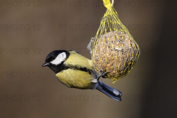 Great tit (Parus major) hanging on a fat ball, bird feeding in winter, Schleswig-Holstein, Germany