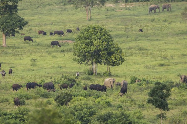 Indian elephants (Elephas maximus indicus) and gaur (Bos gaurus), Khiri Khan, Hua Hin, Kui Buri National Park, Thailand