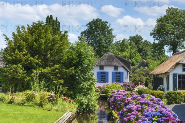 Thatched roof house, house, farmhouse, village, rural, flowers, hydrangeas, well-kept, blue sky, architecture, tourism, travel, attraction, Giethhoorn, Netherlands
