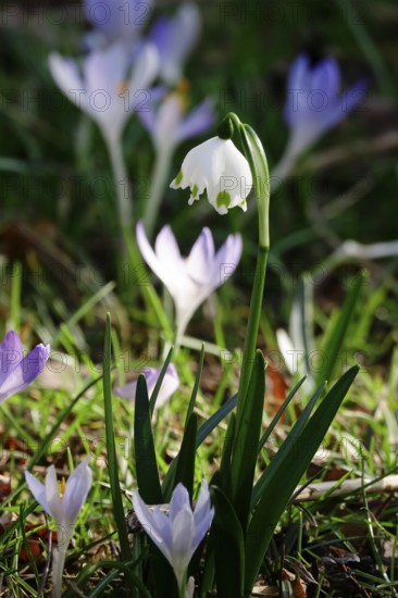 Crocuses and spring snowflakes (Leucojum vernum), early March, Germany
