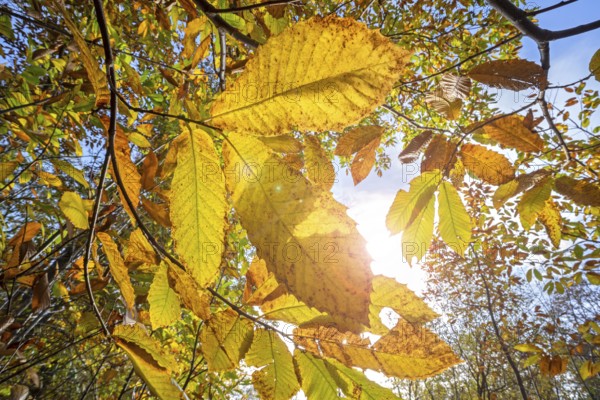 Sweet chestnut tree, Spanish chestnut (Castanea sativa) close-up of yellow leaves in autumn colours, fall colors in forest. Digital enhanced