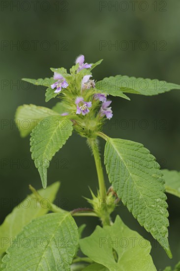 Common hemp-nettle (Galeopsis tetrahit), flowering, North Rhine-Westphalia, Germany