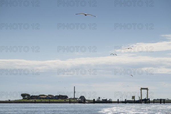 Harbour, ferry pier, Hallig Hooge, Backenswarft, North Frisia, Schleswig-Holstein, Germany