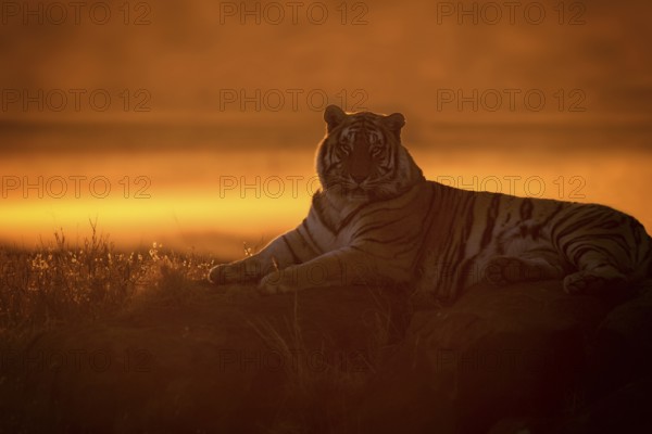 Bengal Tiger (Panthera tigris) adult silhouette in sunset, captive, Philippolis, South Africa