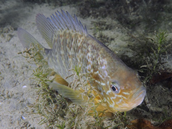 A fish with colourful scales, pumpkinseed sunfish (Lepomis gibbosus), dive site Pumpwerk Rüschlikon, Lake Zurich, Canton Zurich, Switzerland