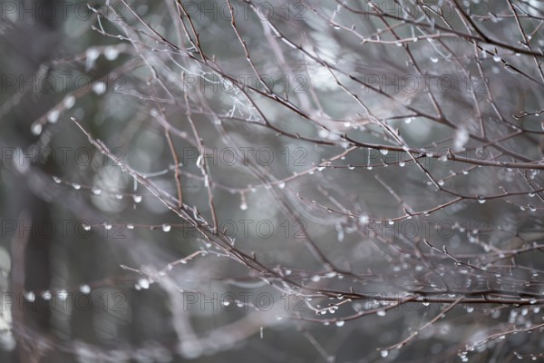 Branches of bog birch (Betula pubescens) with frozen water drops, detail, macro, close up, filigree structure, shallow depth of field, Germany
