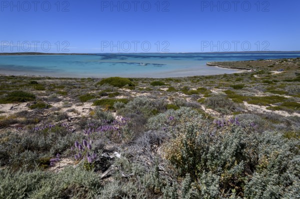 Landscape on Dirk Hartog Island, Dirk Hartog Island National Park, named after the Dutch navigator of the same name, Shire of Shark Bay, State of Western Australia, Australia