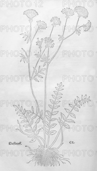 Berula erecta (Berula erecta), woodcut by Leonhart Fuchs, from New Kreüterbuch, neues Kräuterbuch, Michael Isingrin, Basel, Switzerland, 1543