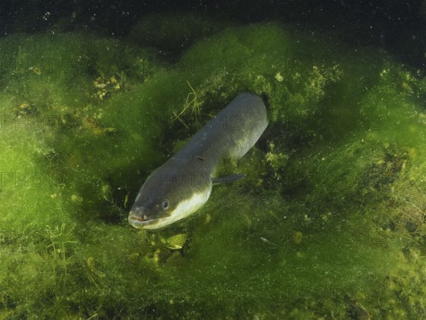 European eel (Anguilla anguilla) swimming amidst dense green aquatic plants, dive site Zollbrücke, Rheinau, Canton Zurich, Rhine, High Rhine, Switzerland, Germany