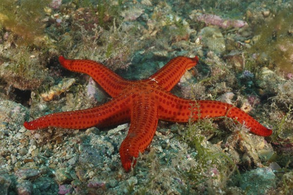 Orange-coloured starfish (Hacelia attenuata) on a rocky seabed. Dive site Marine reserve Cap de Creus, Rosas, Costa Brava, Spain, Mediterranean Sea