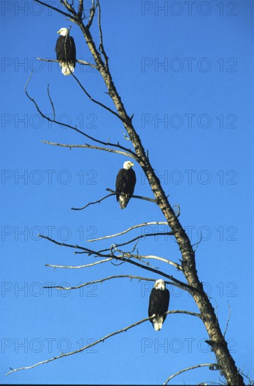 Bald eagle (Haliaeetus leucocephalus), eagle perched and hunting for salmon, in the Chilkat Valley near Haines, Alaska, USA
