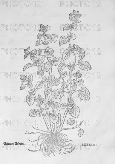 Black nettle (Ballota nigra), woodcut by Leonhart Fuchs, from New Kreüterbuch, neues Kräuterbuch, Michael Isingrin, Basel, Switzerland, 1543