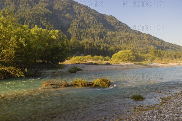 Isar valley nature conservancy area. The wild Isar river flows through its gravel bed past driftwood and entrained trees and bushes . Early morning