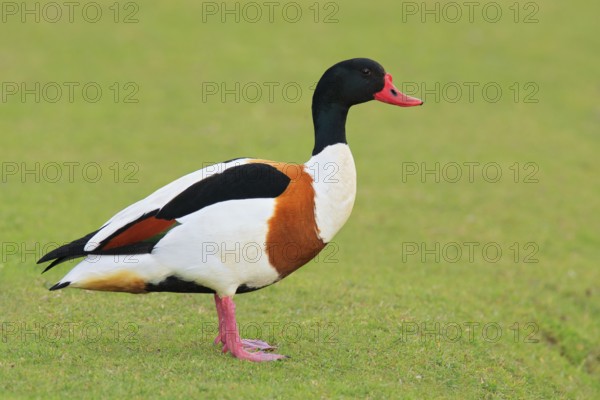 Common Shelduck (Tadorna tadorna), Texel, Netherlands