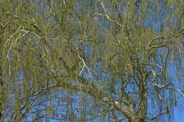 Detailed view of birch tree branches in front of a clear blue sky, Seckmauern, Lützelbach, Odenwald, Hesse, Germany