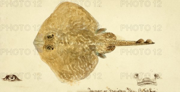 Skate (fish), Rajidae, skate, fish, reproduction of an original, by Frank Edward Clarke (b. 1849, d. 1899), ichthyologist and scientific draughtsman