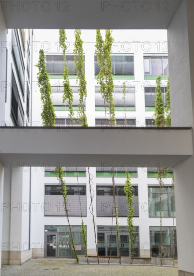 Green inner courtyard with climbing plants, Postplatz, Dresden, Saxony, Germany