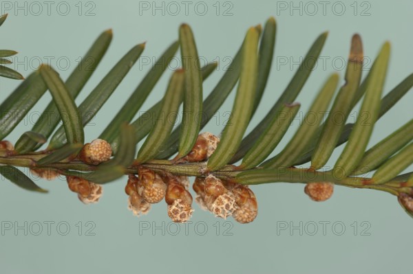 English yew (Taxus baccata), branch with male flowers, North Rhine-Westphalia, Germany