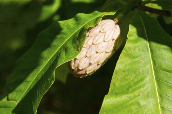 Fruiting on an umbrella magnolia (Magnolia tripetala), Saxony, Germany