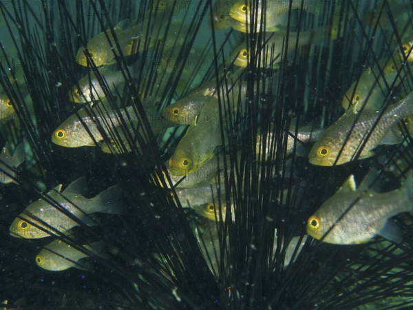 A group of bannerfin cardinalfish (Ostorhinchus hoevenii) swimming between the long spines of diademed sea urchins (Diadema setosum), dive site Secret Bay, Gilimanuk, Bali, Indonesia