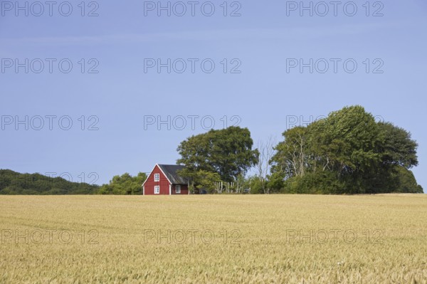 Lonely traditional red wooden cottage along field in summer in rural Skåne, Scania, Sweden, Scandinavia