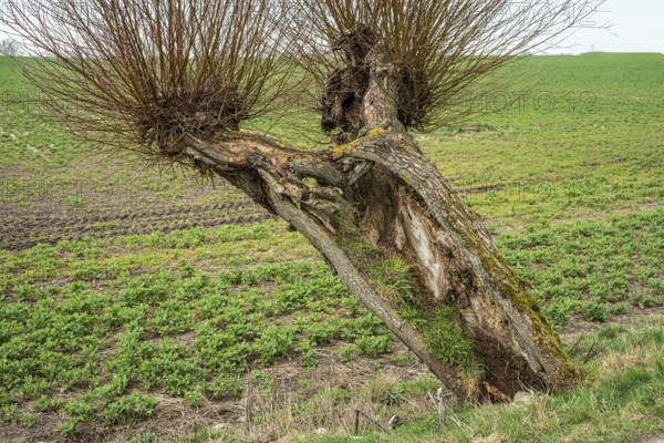 Very old, but living willow tree (Salix) in Skurup Municipality, Skåne County, Sweden, Scandinavia