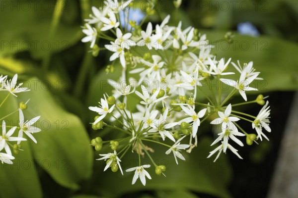 White wild garlic flowers (Allium ursinum) and buds against a green background in nature, Neunkirchen, Lower Austria, Austria