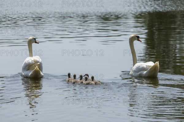 Swan family of the Mute Swan (Cygnus olor) with chicks on the middle pond near Neudorf Klösterlich, Wittichenau, Dubringer Moor, Saxony, Germany