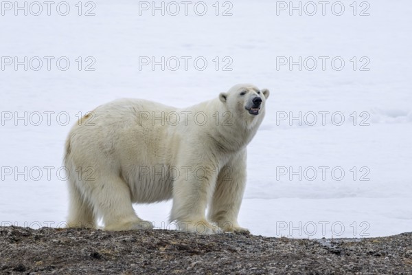 Lone polar bear (Ursus maritimus) hunting on the tundra along the Svalbard coast in late summer, Spitsbergen, Norway