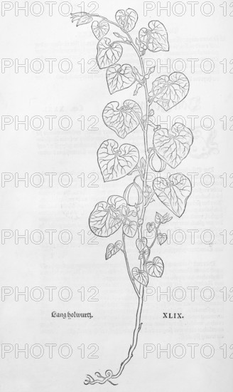 European Birthwort (Aristolochia clematis), woodcut by Leonhart Fuchs, from New Kreüterbuch, neues Kräuterbuch, Michael Isingrin, Basel, Switzerland, 1543