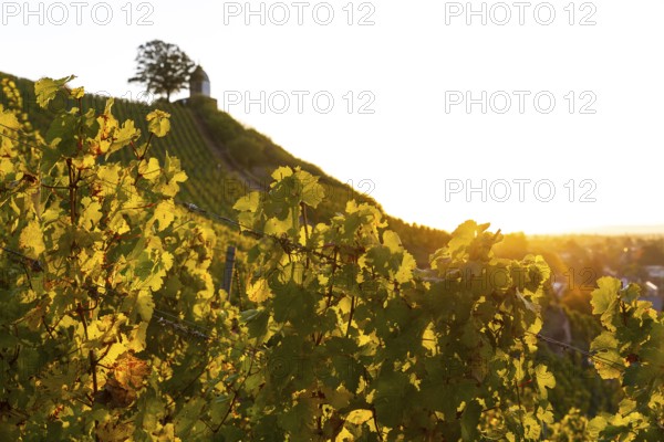 Sunrise in the vineyards around Wackerbarth Castle, Jacobstein can be seen above, Radebeul, Saxony, Germany
