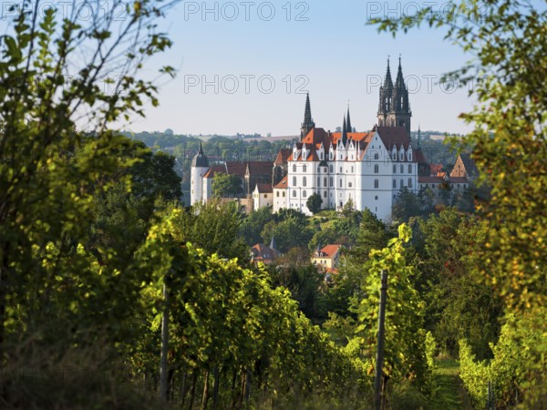 View over the vineyard to the castle hill with cathedral and Albrechtsburg, Meissen, Saxony, Germany
