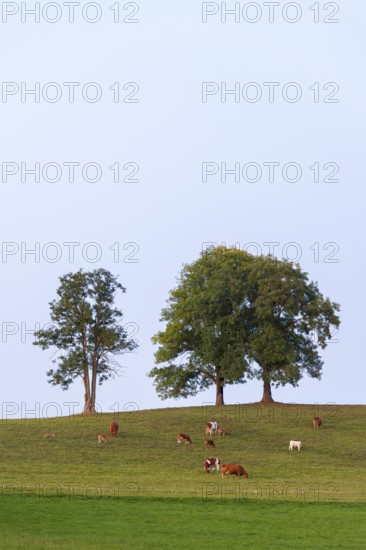 Cows grazing on a green meadow with two large trees in the background, Baden-Württemberg, Germany