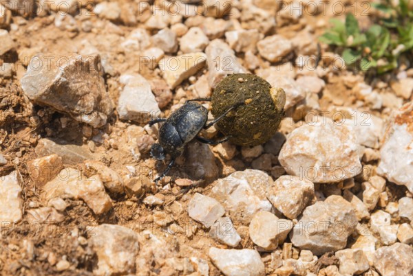 Beetle moving a ball on stony ground in nature, pill bugs, sacred pill bugs (Scarabaeus sacer), Croatia
