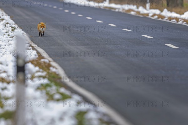 Red fox (Vulpes vulpes), hunting, winter fur, fallen game, looking for food on the road, winter landscape, frost and snow, predator, Middle Elbe Biosphere Reserve, Saxony-Anhalt, Germany