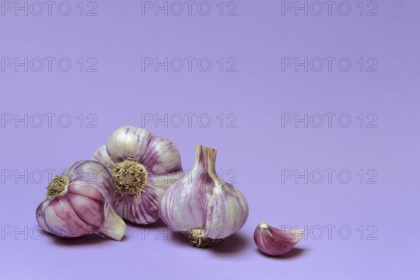 Fresh red garlic, France
