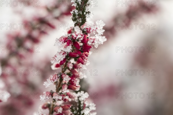 Ice crystals from roarfrost on a winter-flowering heather (Erica carnea) branch at sunshine in winter, Bavaria, Germany