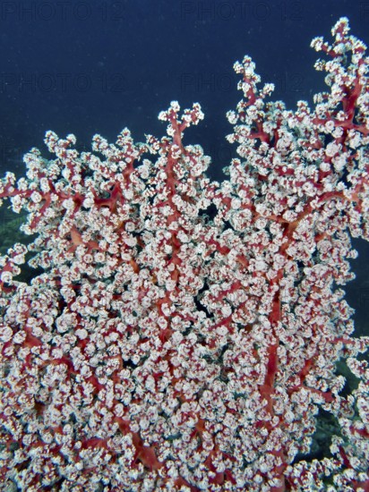 Red corals with fine white details, Godeffroy's soft coral (Siphonogorgia godeffroyi), show the rich complexity of marine life, dive site Pidada, Penyapangan, Bali, Indonesia