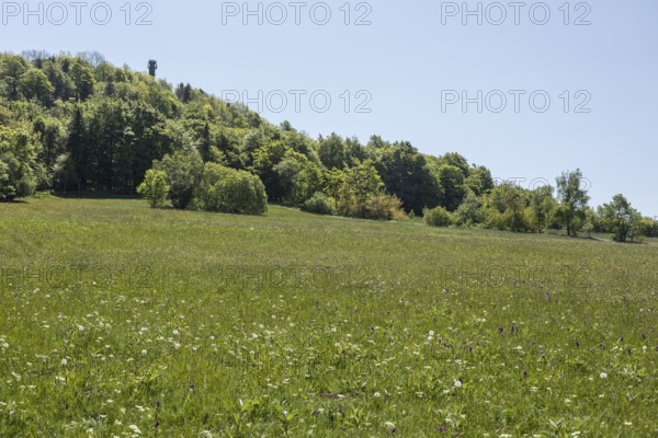 Colourful flowers in the Klengel meadow on the Geisingberg, mountain meadows in the Eastern Ore Mountains, Altenberg, Saxony, Germany