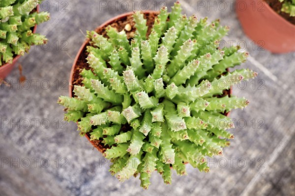 Top view of 'Stapelia Desmetiana' houseplant with cactus-like toothed stems in flower pot. Also called 'Orbea Variegata'