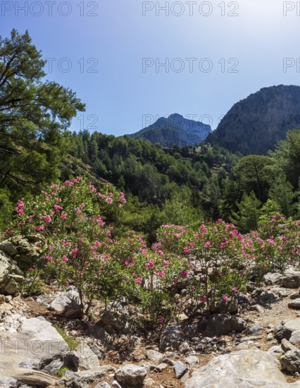 Oleander bush on the hiking trail through the Samaria Gorge, south coast, Crete, Greece
