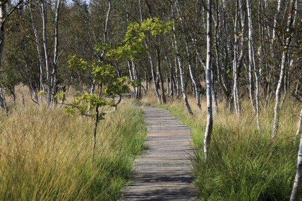 Educational trail and hiking trail, landscape in the Soos, moor, national nature reserve in the Eger basin near Franzensbad, Karlovy Vary region, Bohemia, Czech Republic, Czech Republic