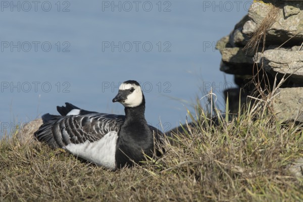 Barnacle Goose (Branta leucopsis), Oland, Sweden