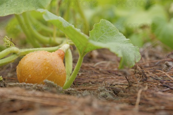 Young wet pumpkin in the field, germany. pumpkin, season, raw, gardening, plant, organic, natural, garden, farming, bio, agriculture, autumn, background, cultivated, decoration, dieting, earth, fall, farm, farmland, field, food, food and drink, fresh, freshness, ground, halloween, harvest, healthy, holiday, ingredient, leaf, macro, nature, orange, outdoor, seasonal, seedling, small, soil, stem, thanksgiving, vegetable, vegetables, wet