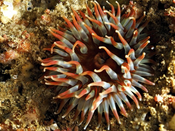 Nymphaea colourata, Dahlia anemone (Urticina felina), with wide open tentacles on the seabed. Dive site Maharees Islands, Castlegregory, Co. Kerry, Irish Sea, North Atlantic, Ireland