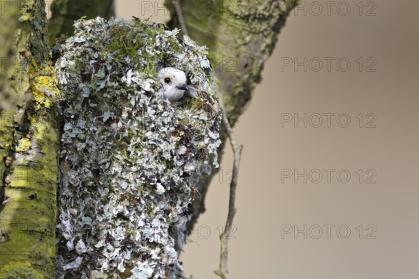 Long-tailed Tit (Aegithalos caudatus) peering out from the nest, Mecklenburg-Western Pomerania, Germany