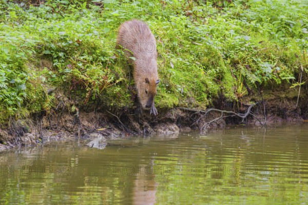 A (greater) capybara (Hydrochoerus hydrochaeris) leaves the riparian vegetation and enters the river bank
