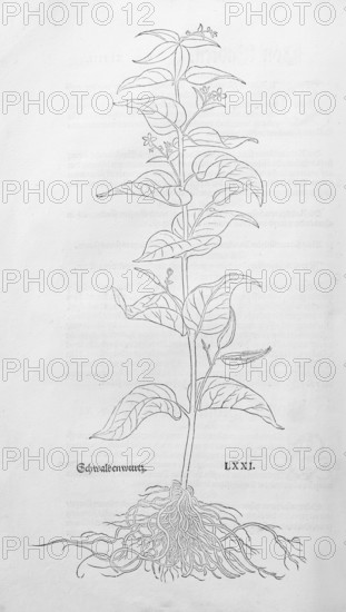 Common swallow-root (Vincetoxicum hirundinaria), woodcut by Leonhart Fuchs, from New Kreüterbuch, neues Kräuterbuch, Michael Isingrin, Basel, Switzerland, 1543